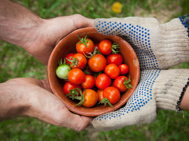 Organic Farm